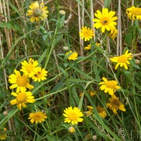 Corn Marigold